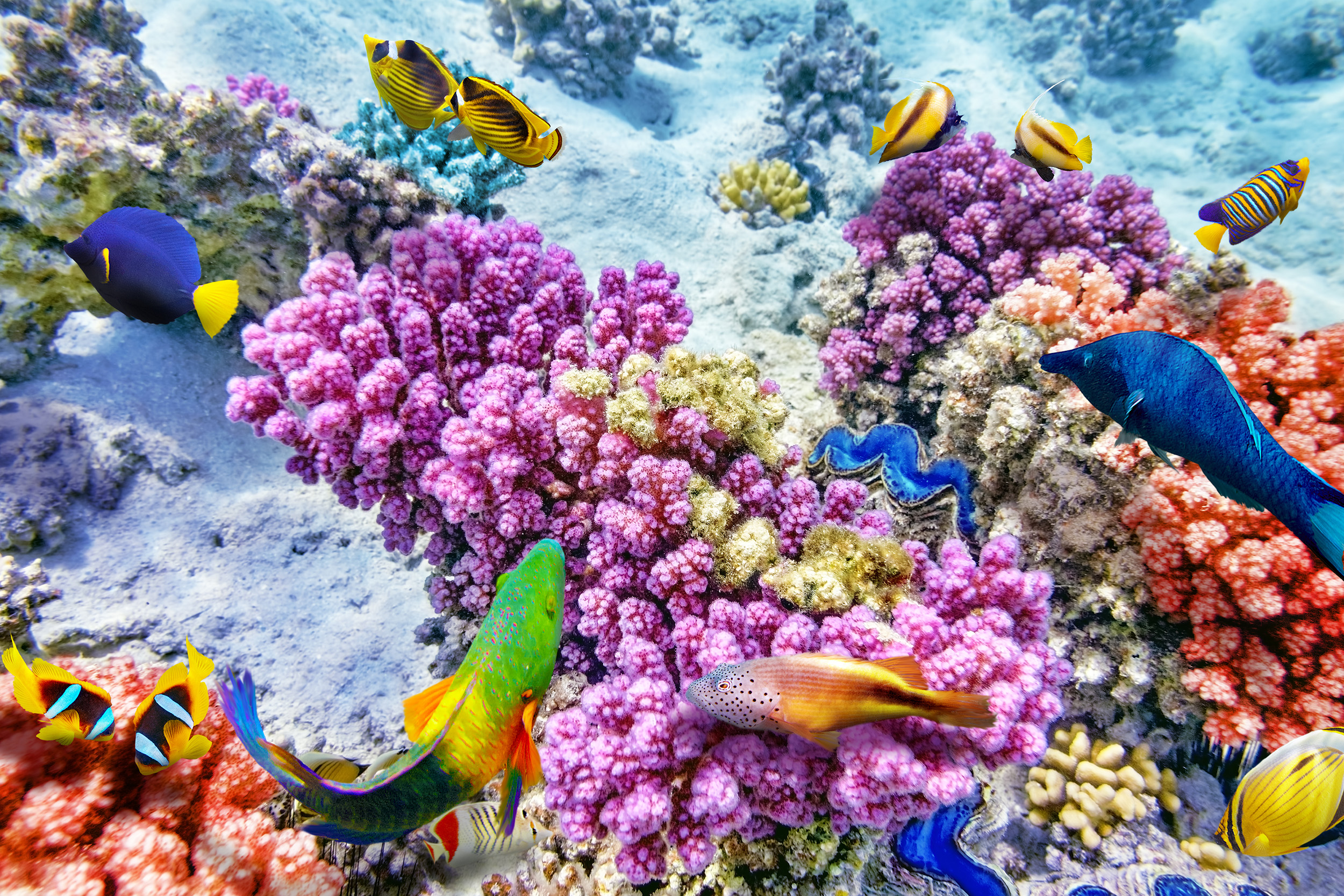 Sea Corals Palawan